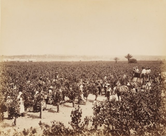 Grape Harvest on Dalwood Vineyard c1880. SLNSW